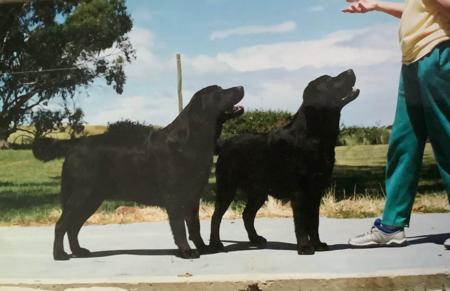 Labrador Retriever for sale by GALESTORM