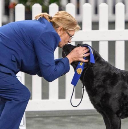 Labrador Retriever for sale by GALESTORM