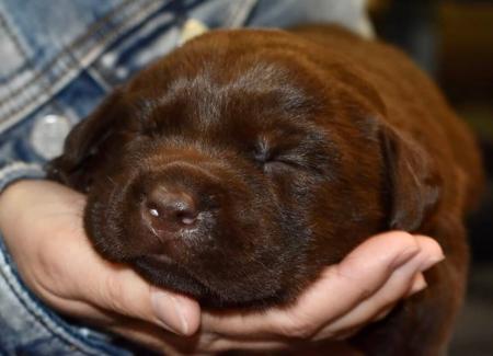 Labrador Retriever for sale by GALESTORM