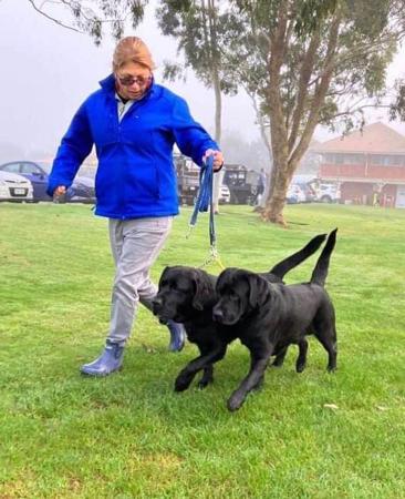 Labrador Retriever for sale by GALESTORM