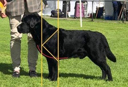 Labrador Retriever for sale by GALESTORM