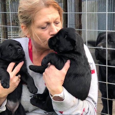 Labrador Retriever for sale by GALESTORM