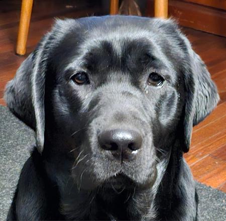 Labrador Retriever for sale by GALESTORM