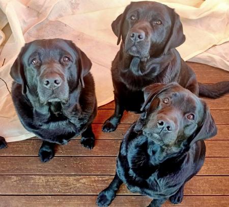 Labrador Retriever for sale by GALESTORM