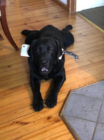 Labrador Retriever for sale by GALESTORM