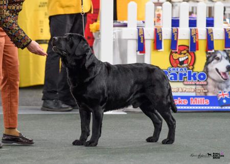 Labrador Retriever for sale by GALESTORM