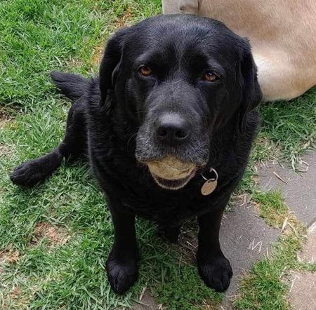 Labrador Retriever for sale by GALESTORM