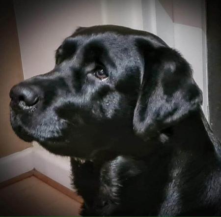 Labrador Retriever for sale by GALESTORM