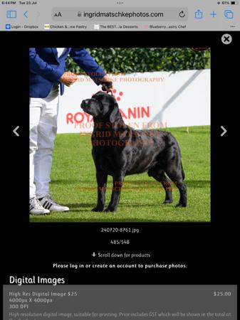 Labrador Retriever for sale by GALESTORM