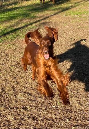 Ornac Gimmicks N Giggles Irish Setter