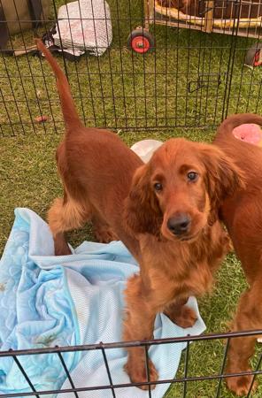 Irish Setter puppy for sale by ORNAC