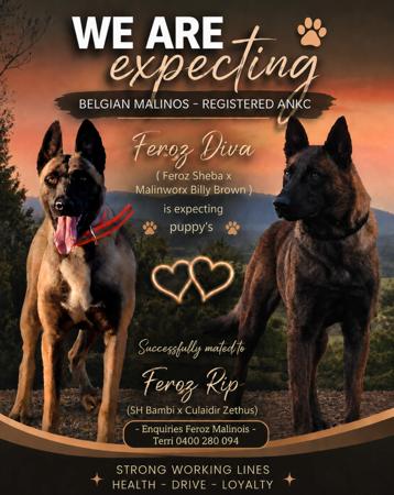 Belgian Shepherd Dog (Malinois) puppy for sale by FEROZMALINOIS