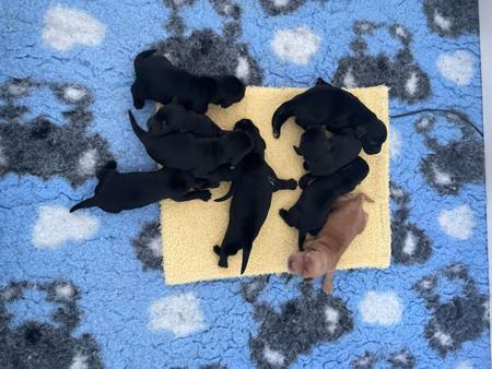 Cocker Spaniel puppy for sale by PENCANDY