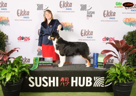 Australian Shepherd for sale by ARTALDEA