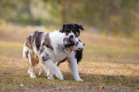 Australian Shepherd for sale by ARTALDEA