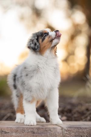 Australian Shepherd for sale by ARTALDEA
