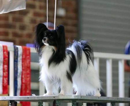 Papillon for sale by SAMESS