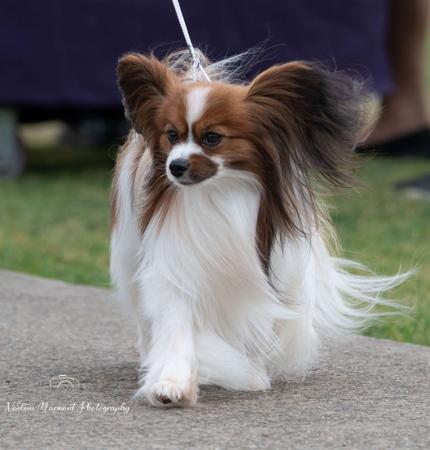 Papillon for sale by SAMESS