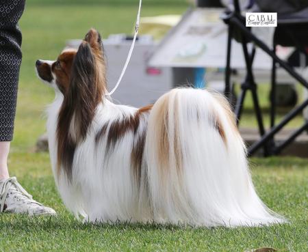 Papillon for sale by SAMESS