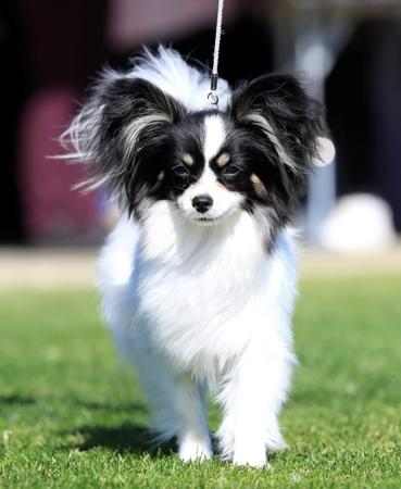 Papillon for sale by SAMESS