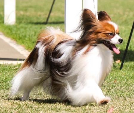 Papillon for sale by SAMESS