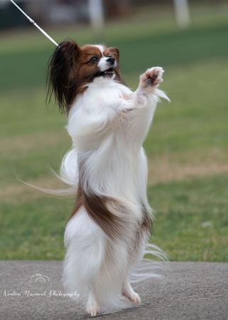 Papillon for sale by SAMESS