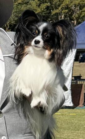 Papillon for sale by SAMESS