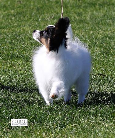 Papillon for sale by SAMESS