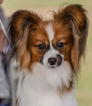 Papillon for sale by SAMESS