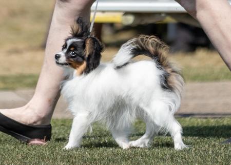 Papillon for sale by SAMESS