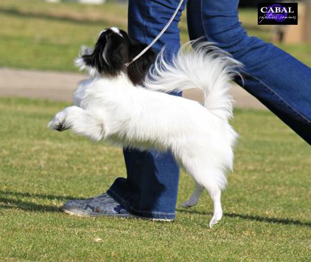 Papillon for sale by SAMESS