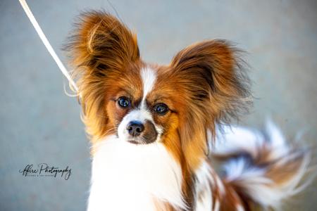 Papillon for sale by SAMESS