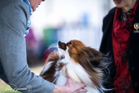 Papillon for sale by SAMESS