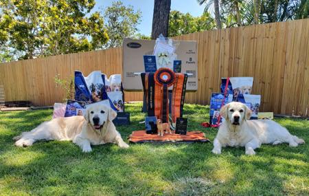 Golden Retriever for sale by IKENTRIEVE