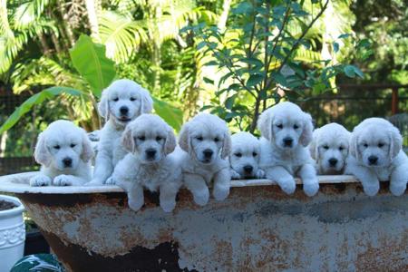 Golden Retriever for sale by IKENTRIEVE