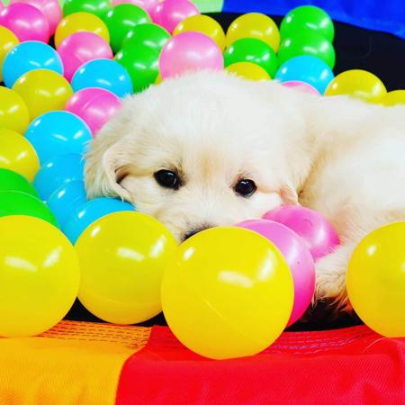 Golden Retriever for sale by IKENTRIEVE