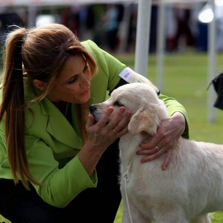 Golden Retriever for sale by IKENTRIEVE