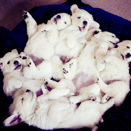 Golden Retriever for sale by IKENTRIEVE