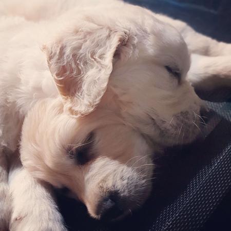 Golden Retriever for sale by IKENTRIEVE