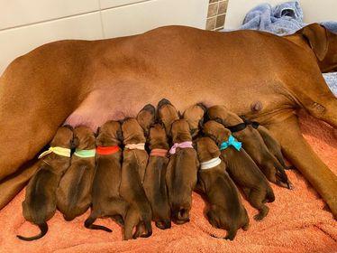 Rhodesian Ridgeback for sale by BELLSASHA