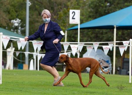 Rhodesian Ridgeback for sale by BELLSASHA