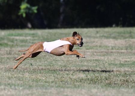 Rhodesian Ridgeback for sale by BELLSASHA
