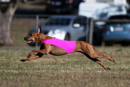 Rhodesian Ridgeback for sale by BELLSASHA