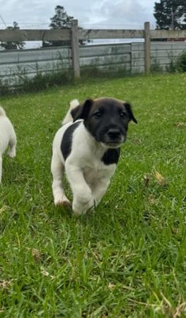 Fox Terrier (Smooth) puppy for sale by FLOWALONG