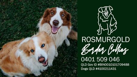 Border Collie for sale by ROSMURGOLD