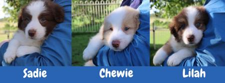 Border Collie for sale by ROSMURGOLD