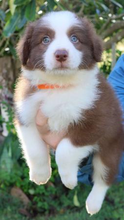 Border Collie for sale by ROSMURGOLD