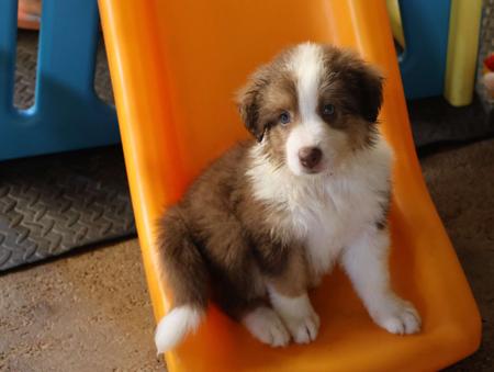 Border Collie for sale by ROSMURGOLD