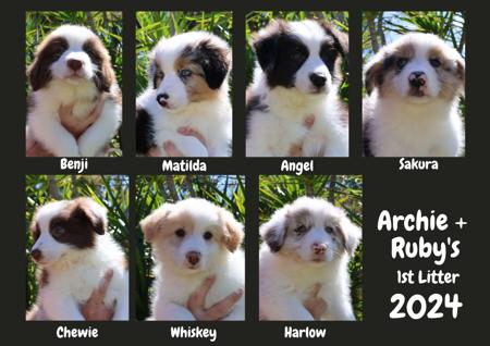 Border Collie for sale by ROSMURGOLD