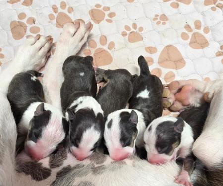 Bull Terrier (Miniature) puppy for sale by DEROYALE
